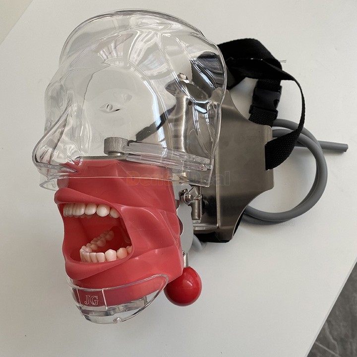 Jingle C6-3 Dental Phantom Manikin Head Compatible with Nissin Kilgore